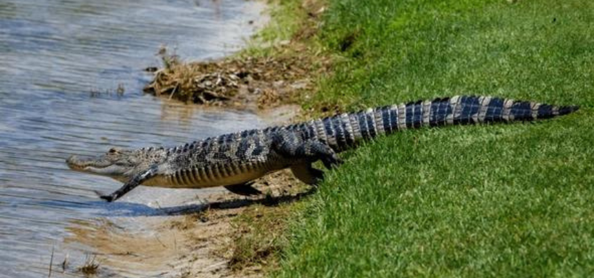 Rules of Golf - Alligators